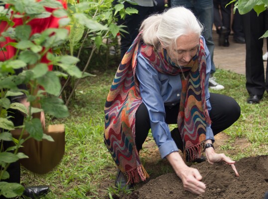 In Tribute to Jane Goodall (1934–2025)Image